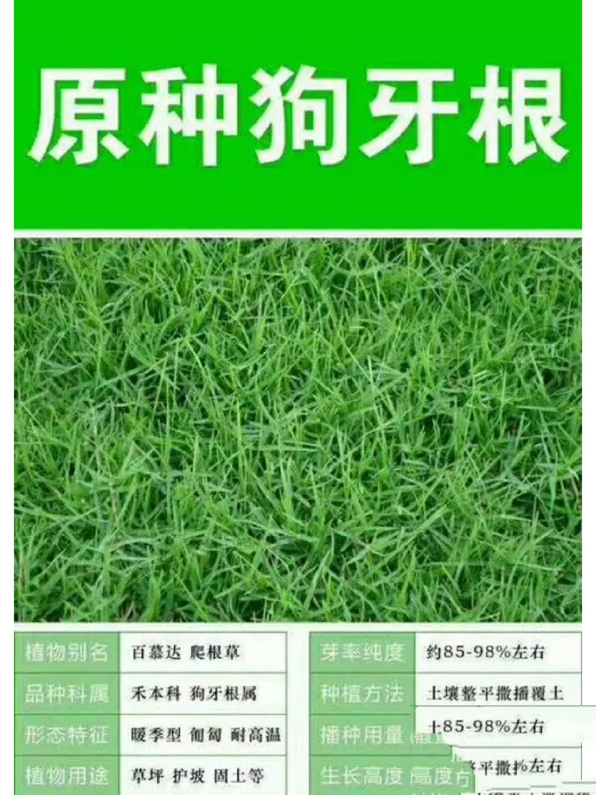 干货,各种草坪品种的特点,值得收藏