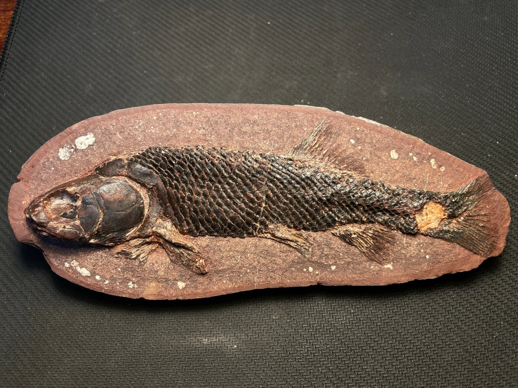 重生|句容结核鱼化石欣赏-稀有红色结核鱼 江苏镇江句容结核鱼化石,从