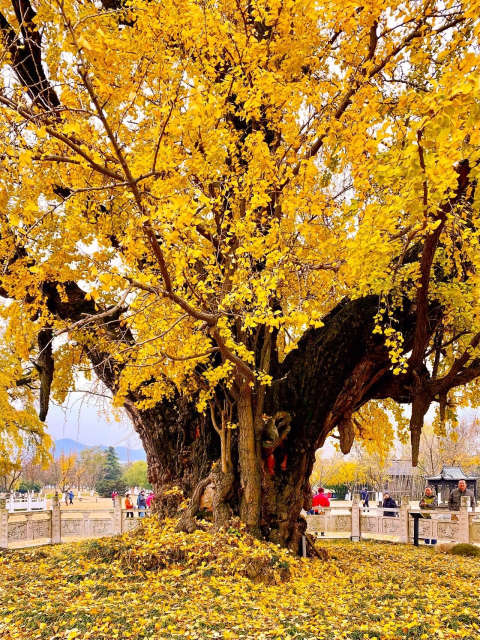 南京古惠济寺   惠济寺位于南京市浦口区汤泉街道,又称古惠济寺,始建