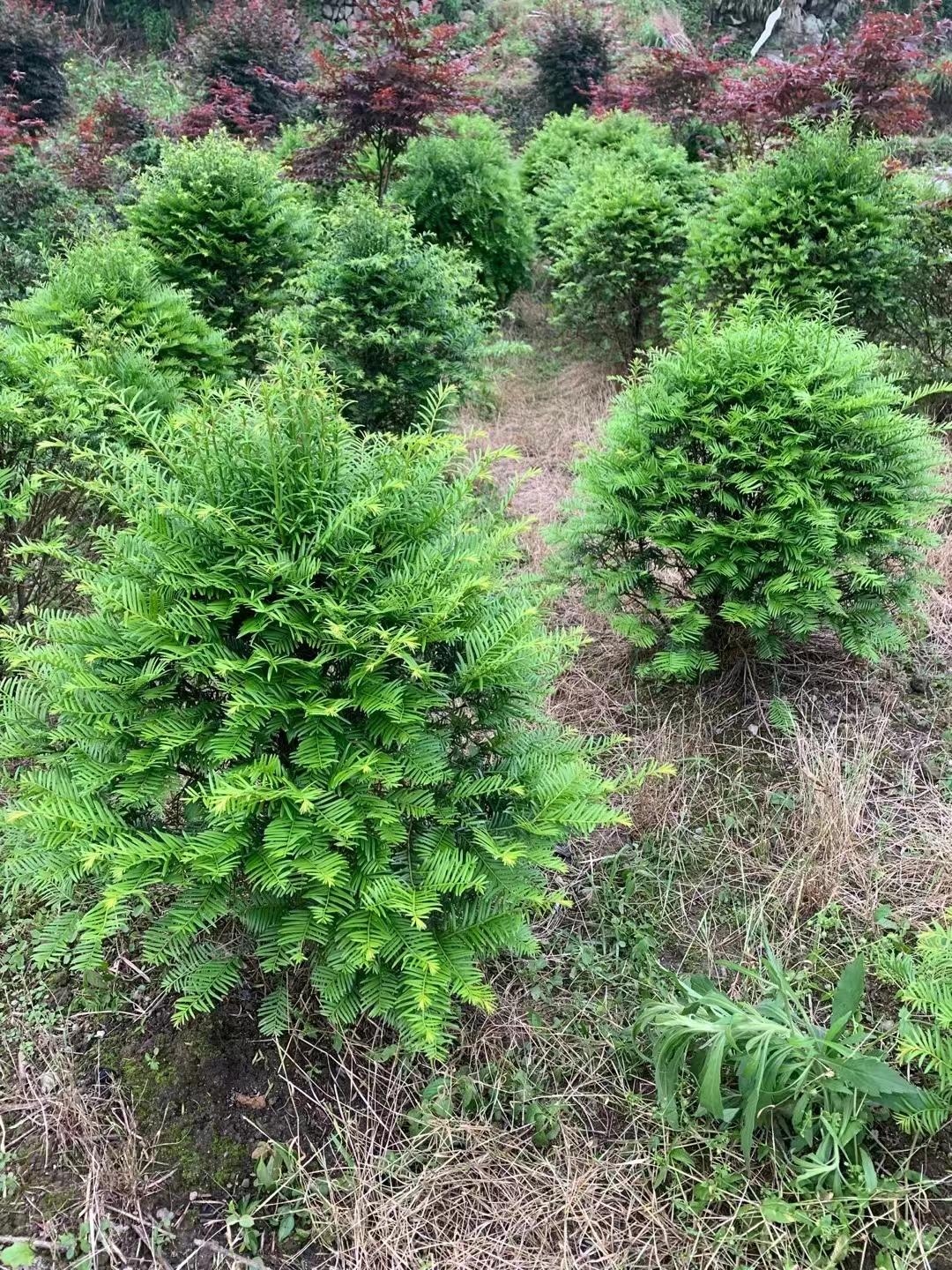 红豆杉识别特征图片