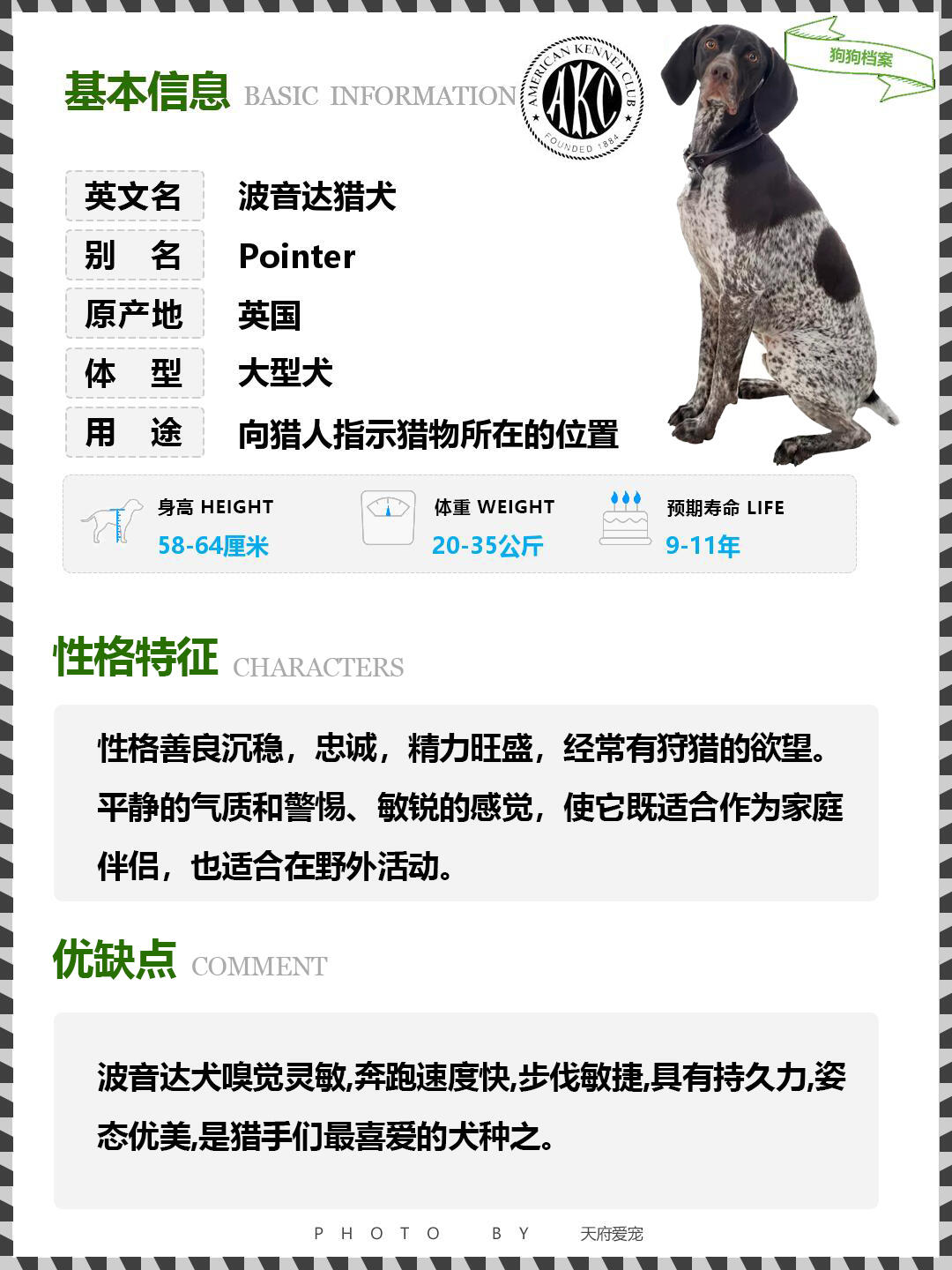 n.013世界名犬|波音达猎犬图鉴