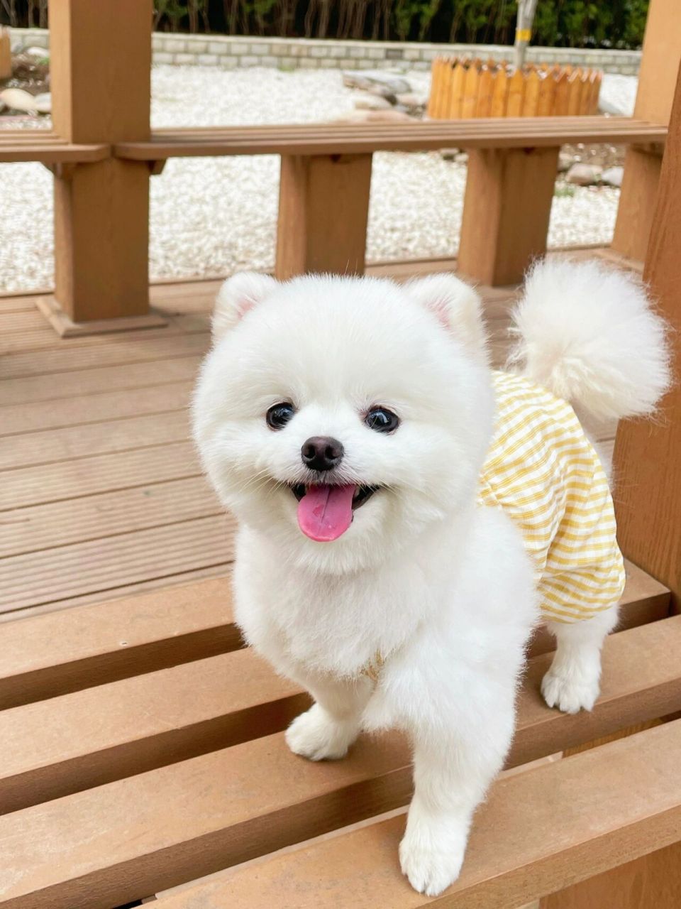 简单粗暴白狗狗去泪痕方法!