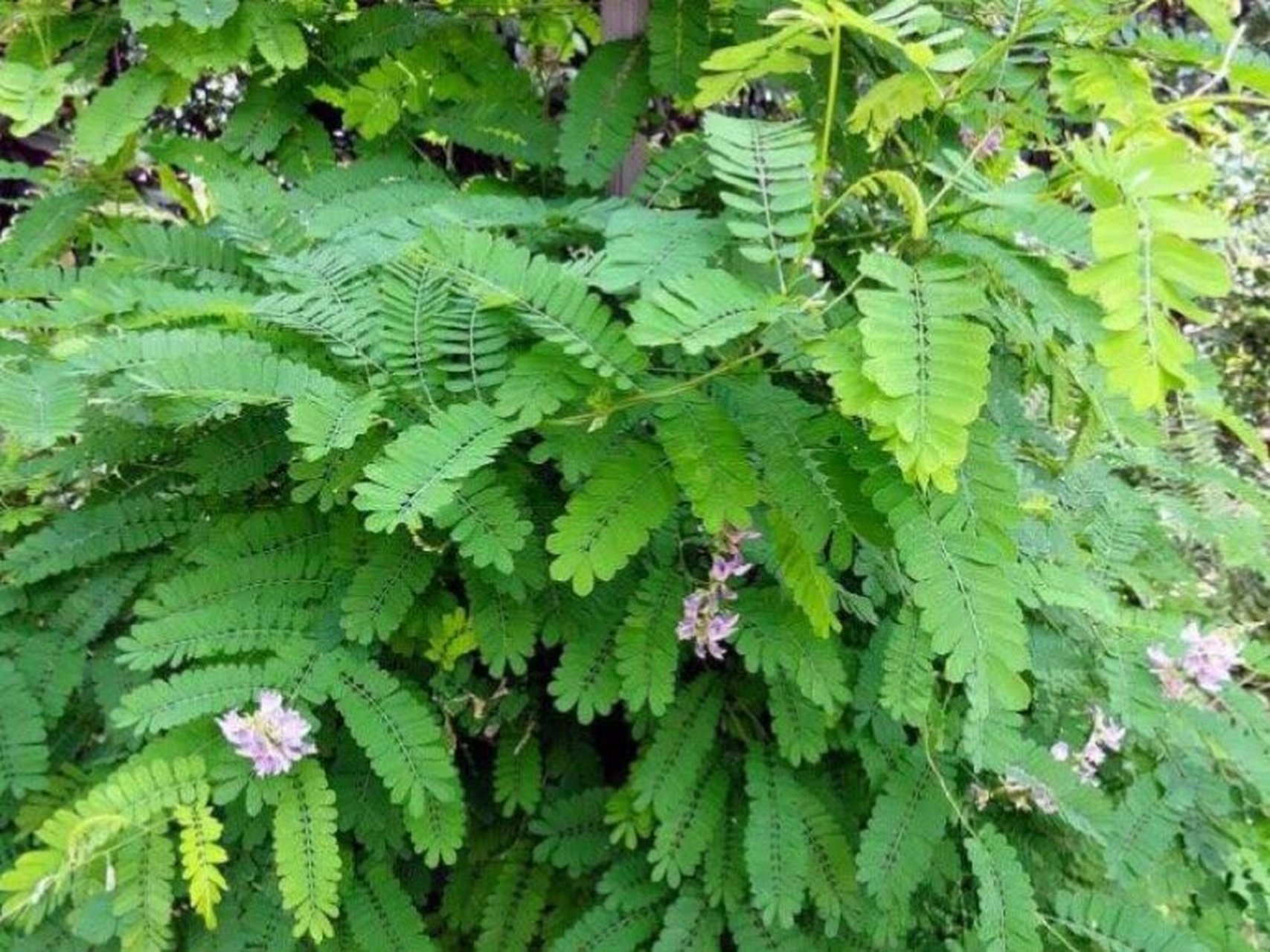 每日一花|鸡母珠 鸡母珠:别称相思子,红珠木,鸡母子等.