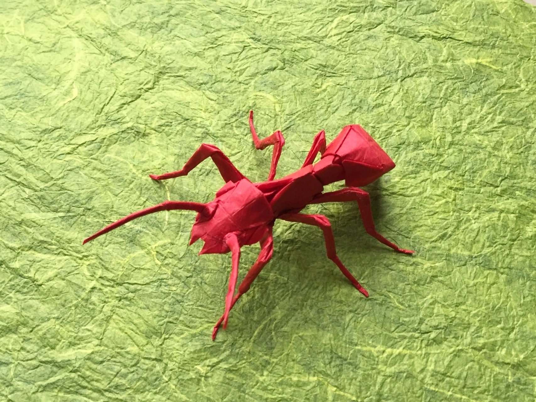 折纸神谷蚂蚁图解图片