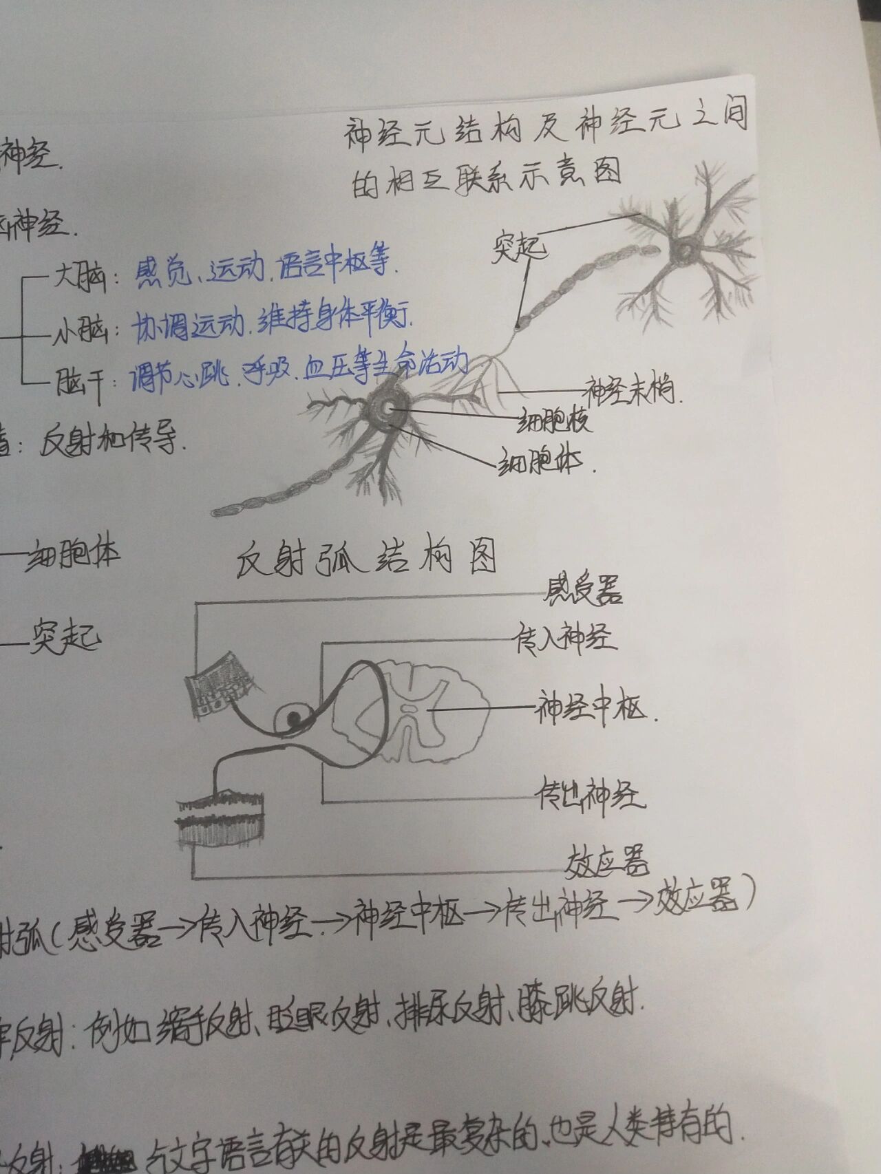 七下生物神经系统思维导图