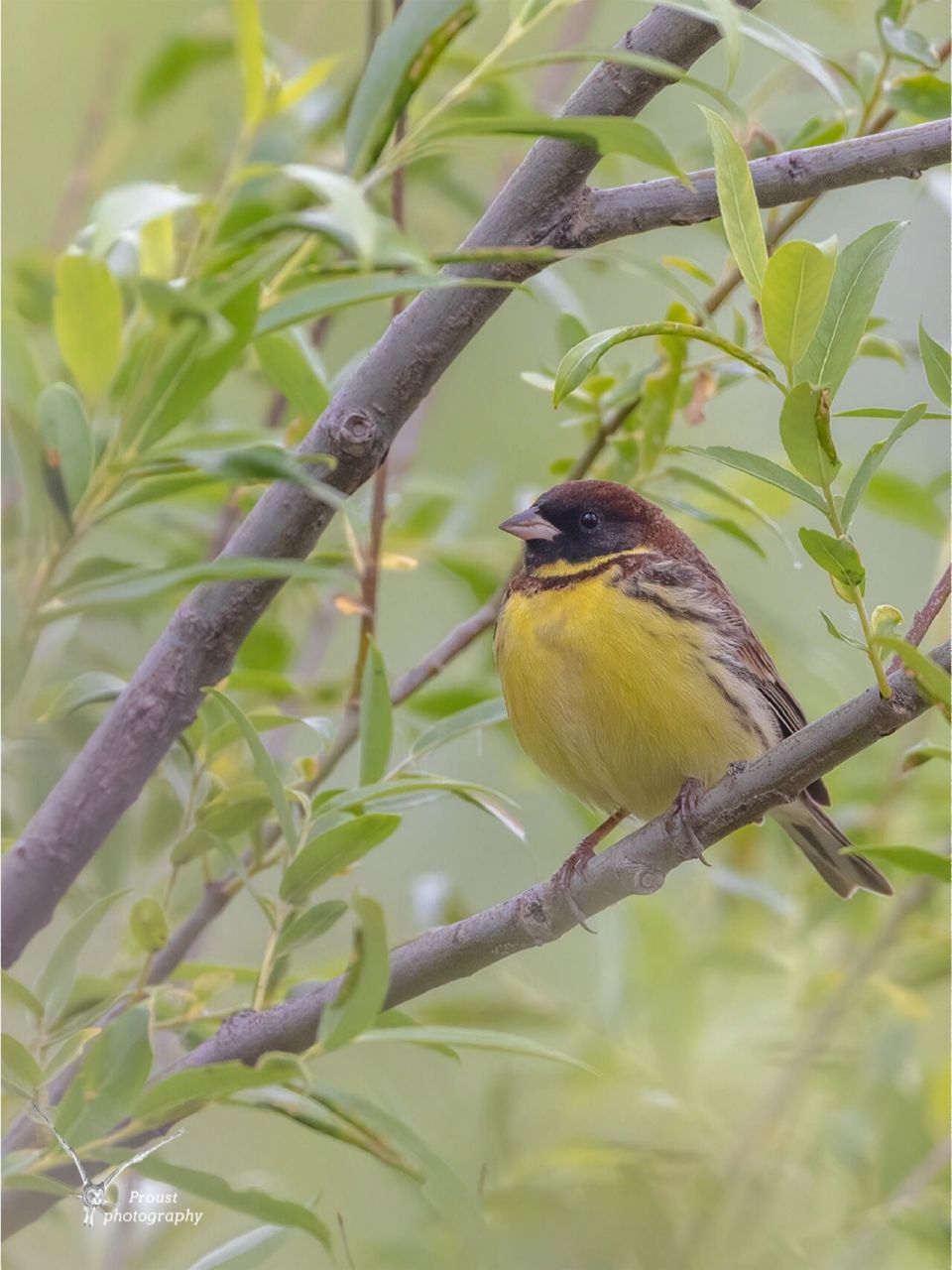 2022看到的一级保护鸟类(一):黄胸鹀黄胸鹀,也就是我们熟知的禾花雀.