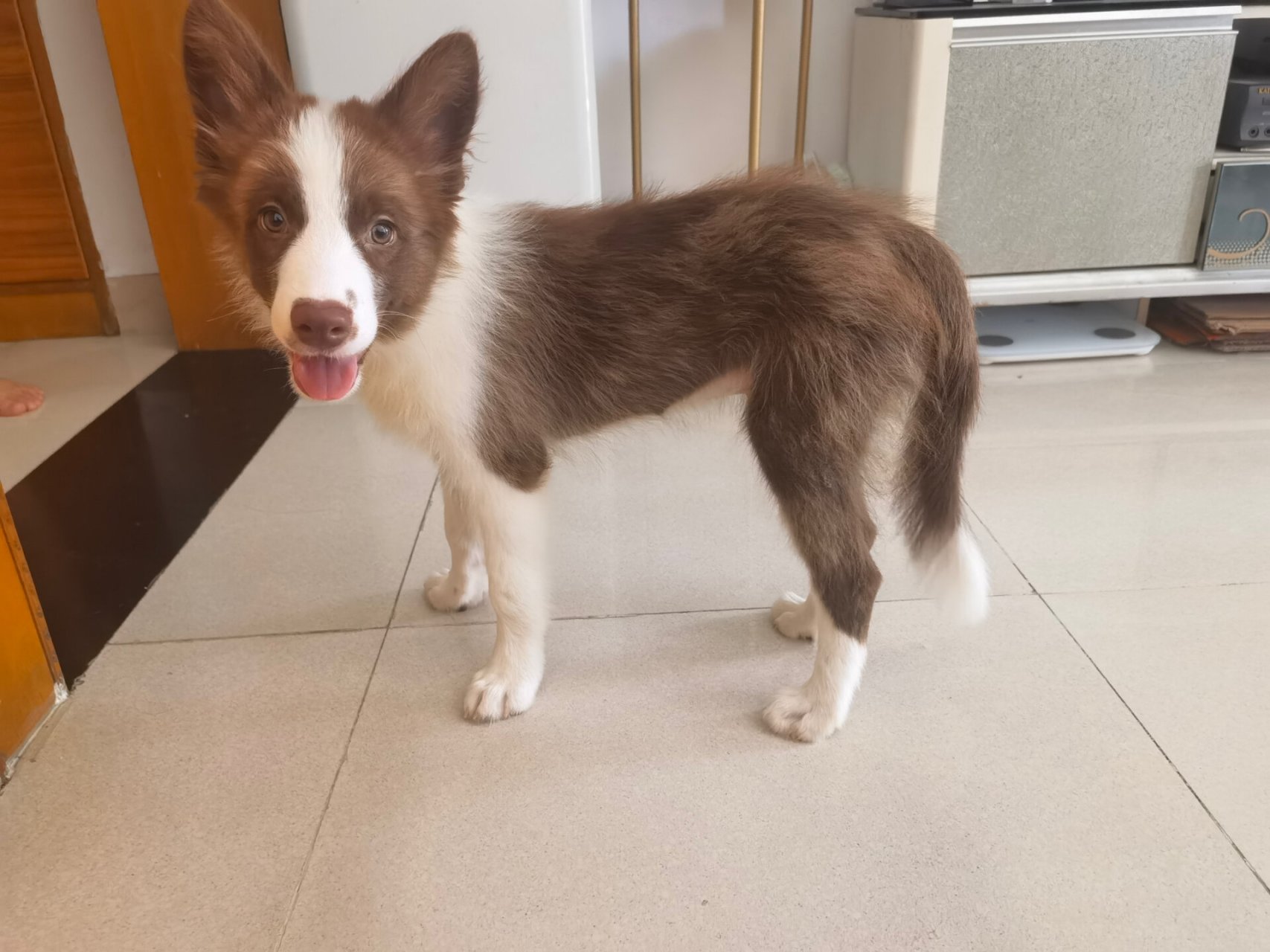 三个月边牧幼犬换毛尴尬期 边边三个月带出去遛,别人都问狗狗的毛发