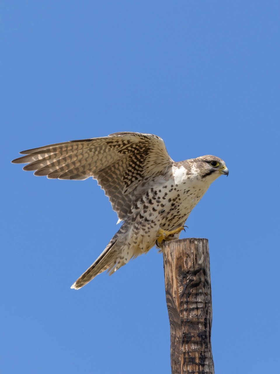 08 	 猎隼,隼形目隼科隼属.国家一级保护动物.濒危.