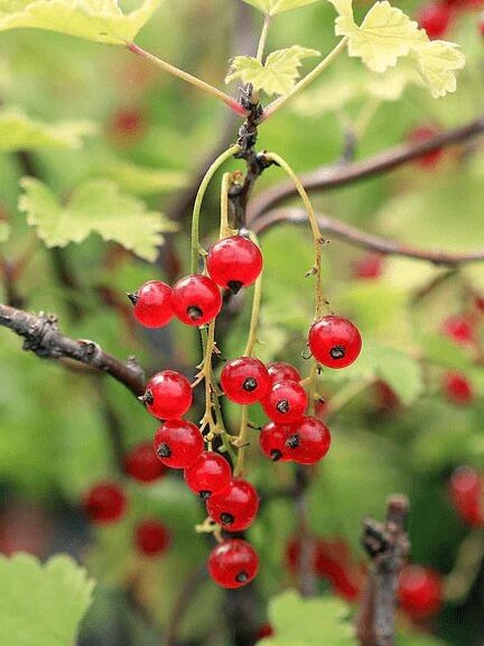 这到底是红加仑还是红醋栗还是红茶藨子?