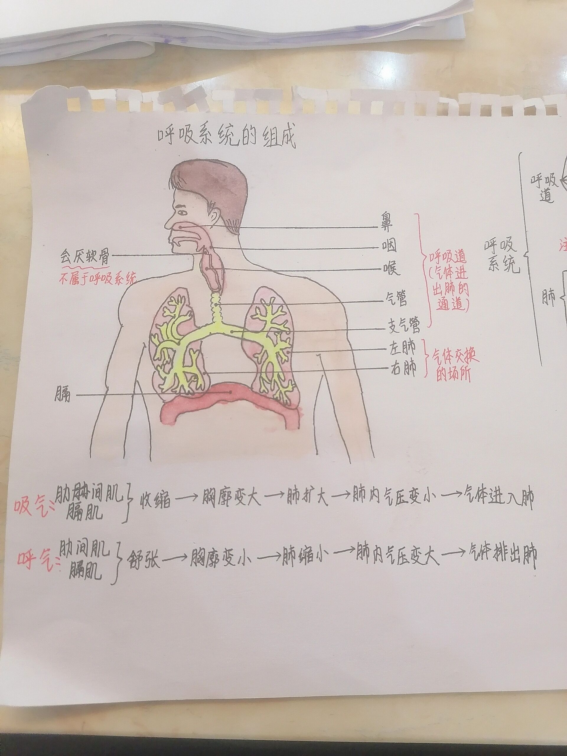 完整的呼吸系统图图片