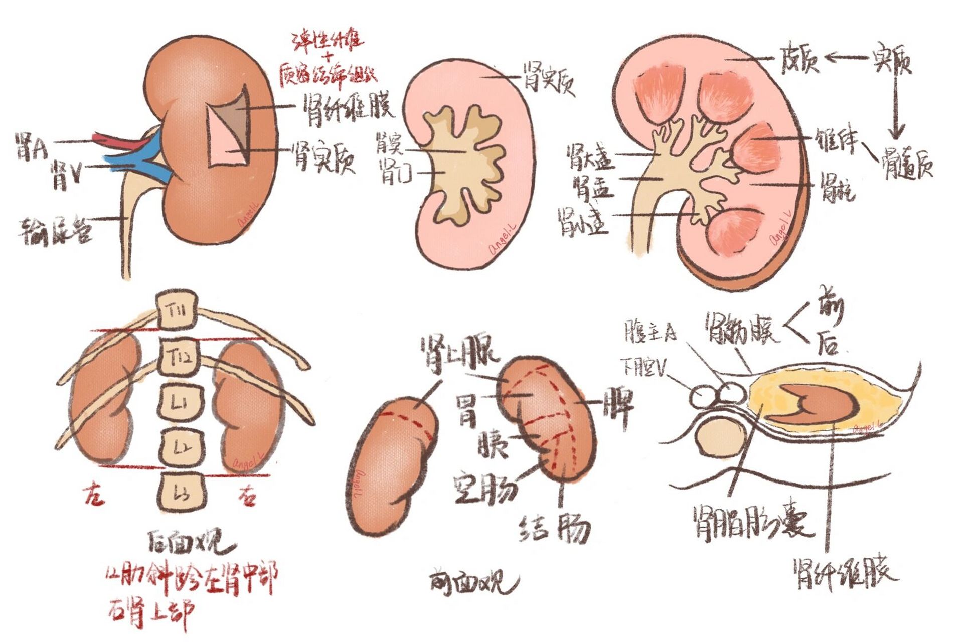 肾脏手绘解剖图图片
