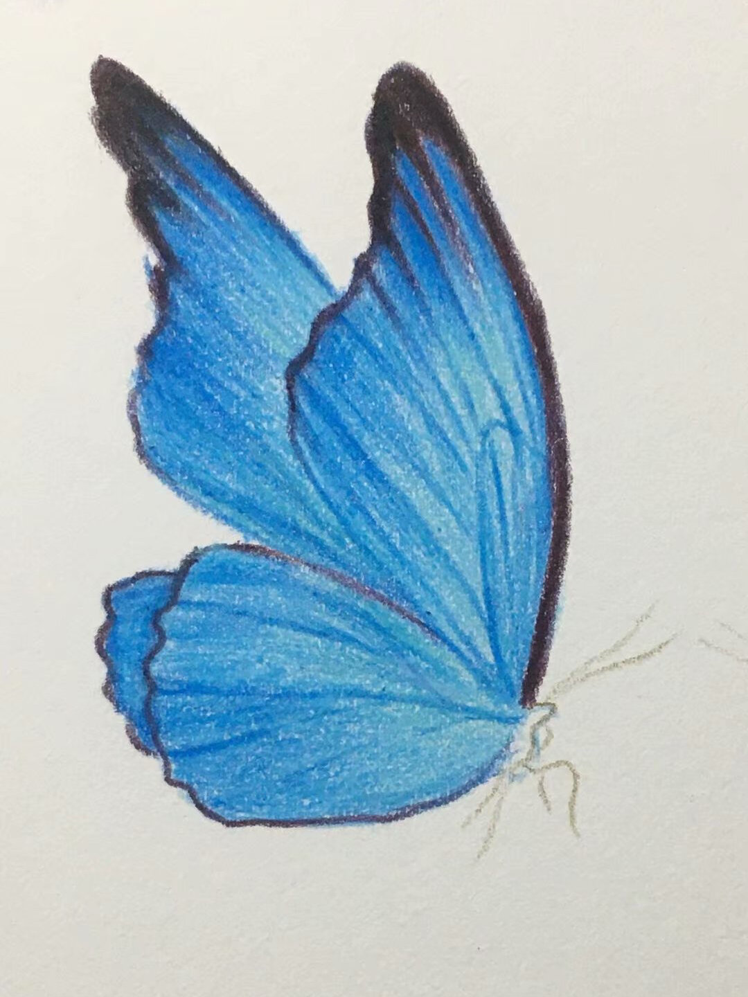 彩铅画简单又好看的蓝色蝴蝶03,含过程图哦