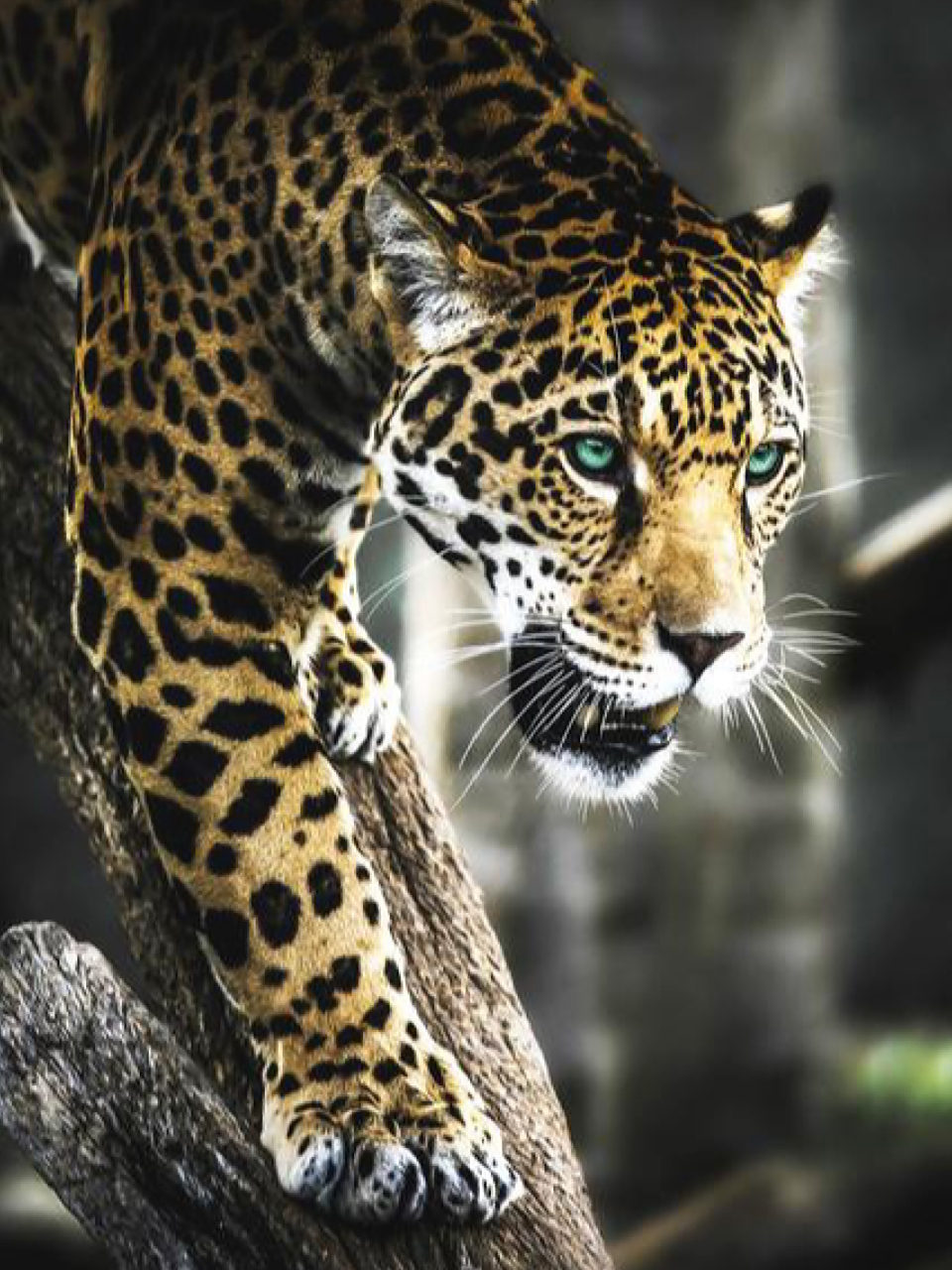 美洲豹 | 多水之地的蛰伏者 78名称:美洲豹 	 78拉丁学名