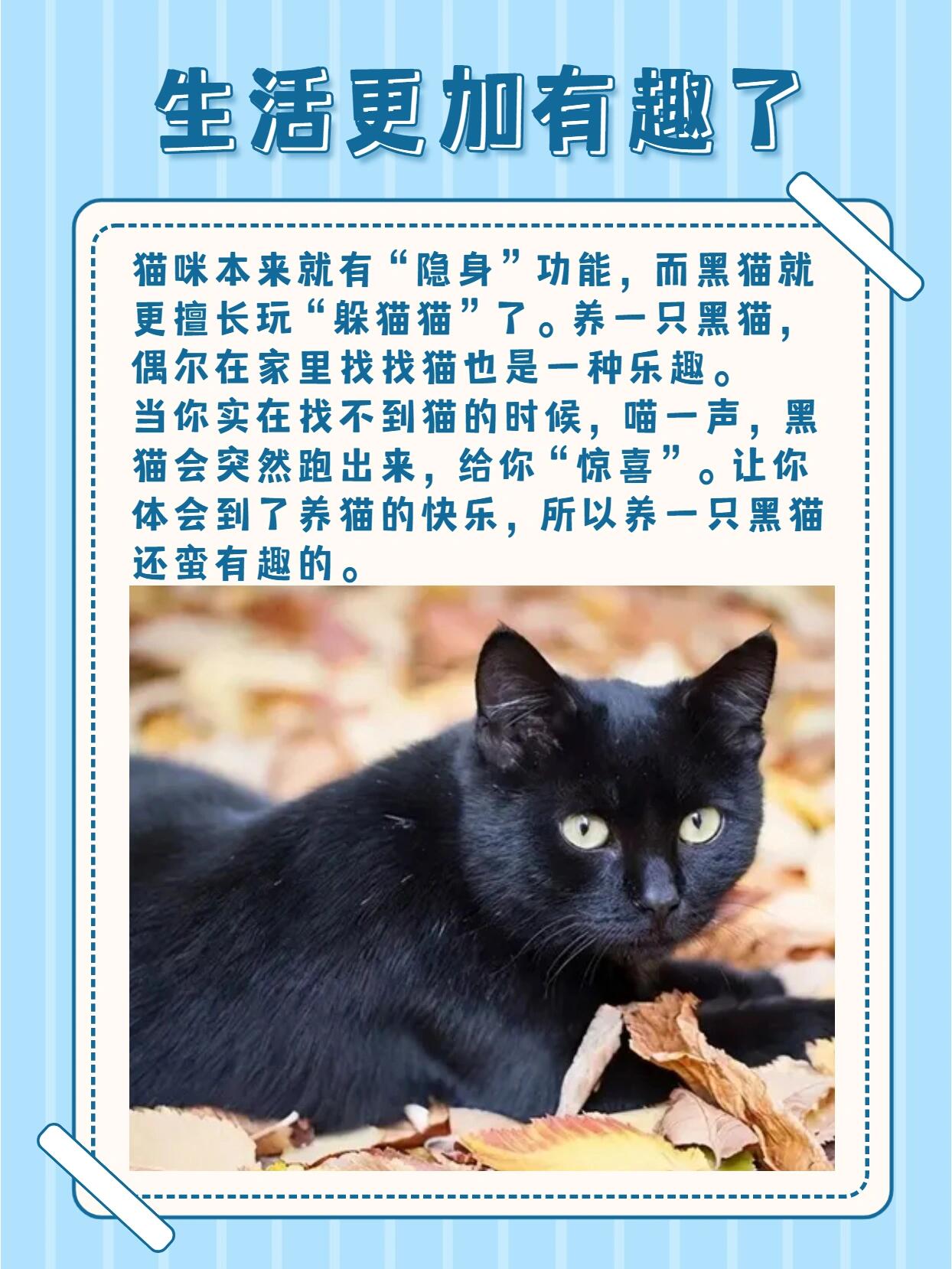 中华田园猫黑猫性格图片