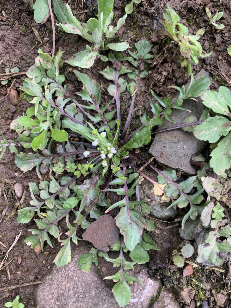 荠菜科普 大家来看看,哪几个是荠菜 123是野生的荠菜,趴地上居多,叶子