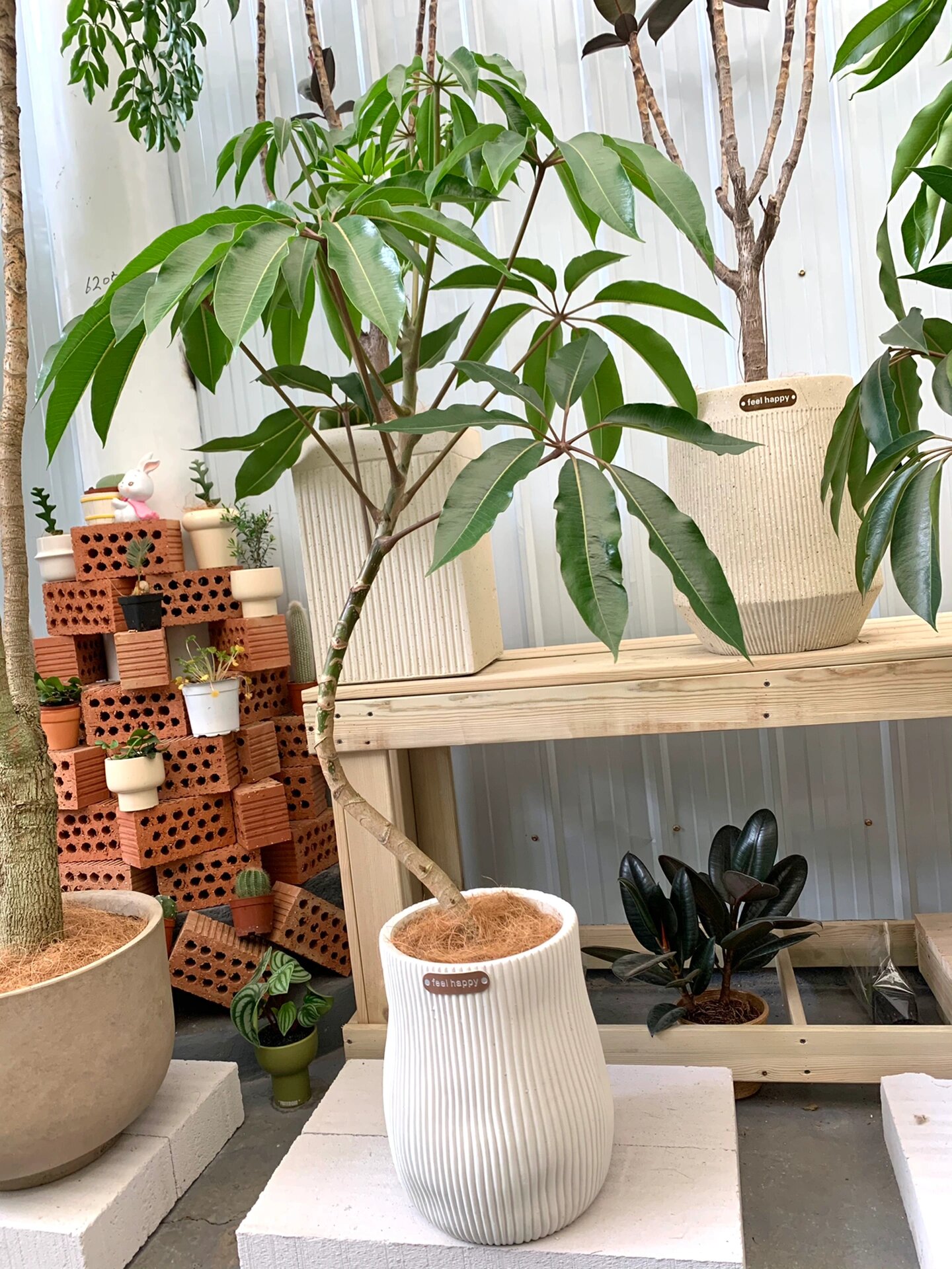 新手都能养好的保罗大叶伞 真的越看越好看,,新家的第一颗绿植一定要