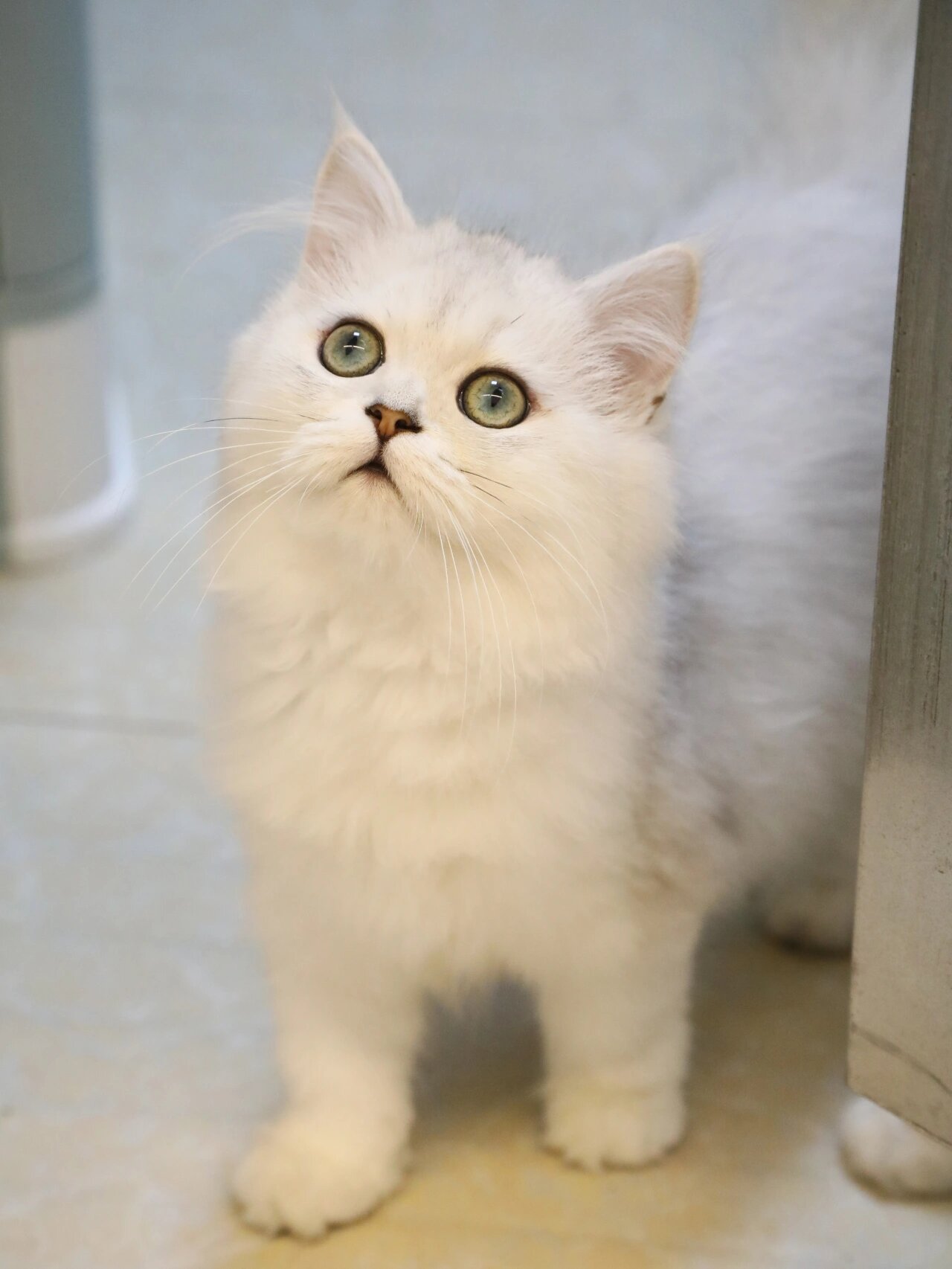 金吉拉猫的体型比波斯猫娇小,有着一身浓密丰厚的绒毛,眼睛又大又圆