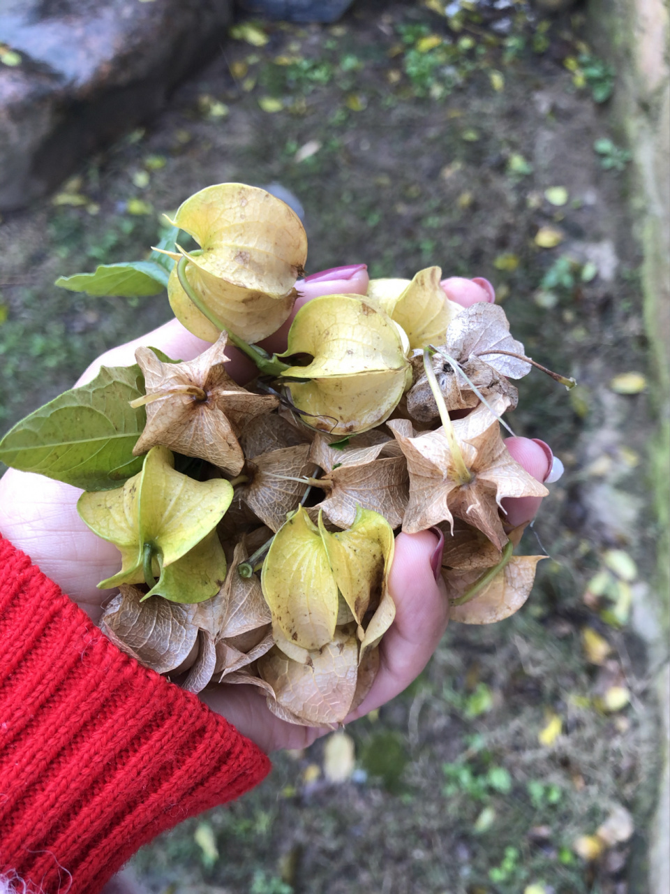 收到夏天用过的废弃冰粉籽偷偷送来的礼物🎁 2颗果实累累的冰粉树