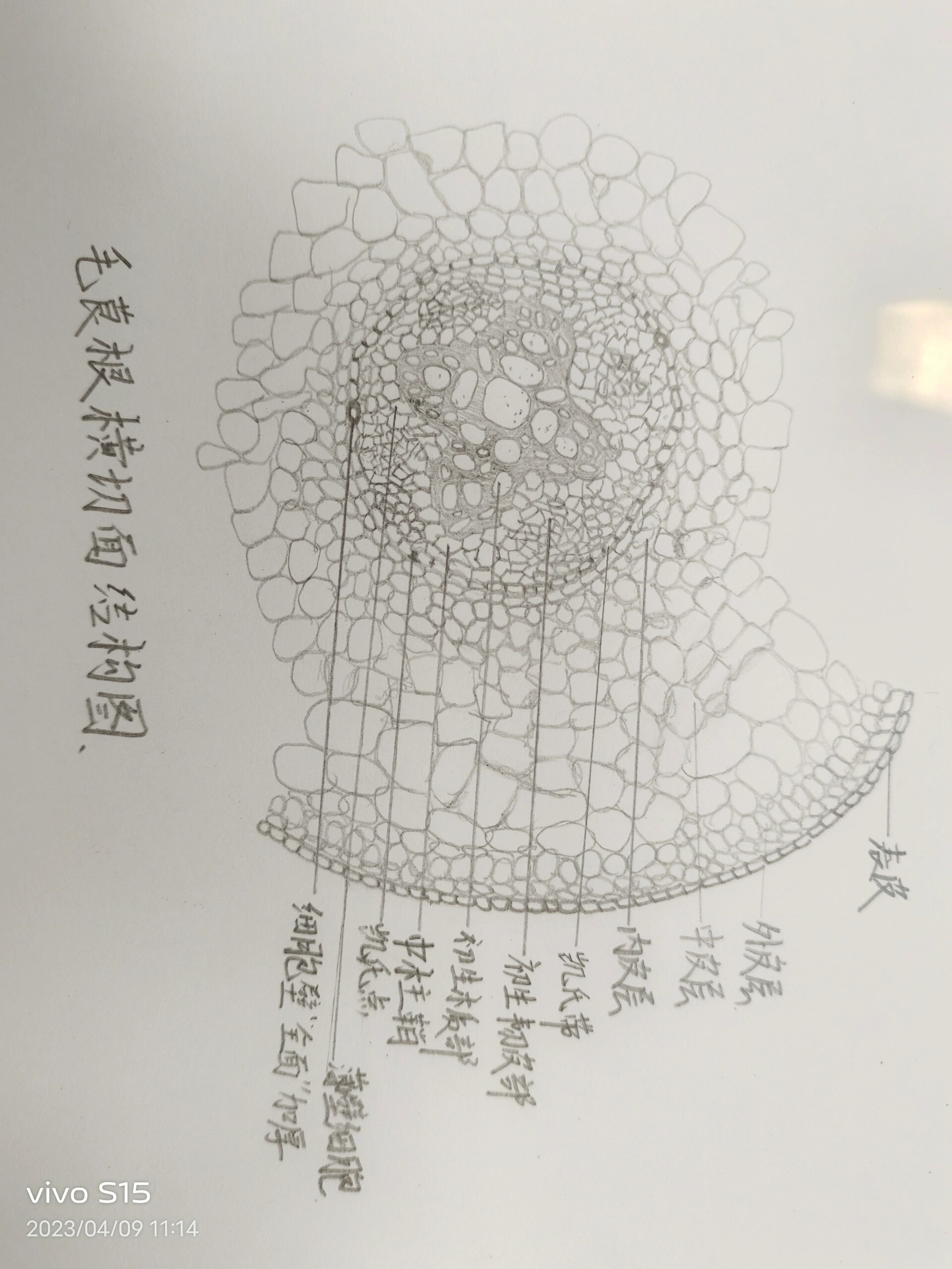 植物根的横切面图片