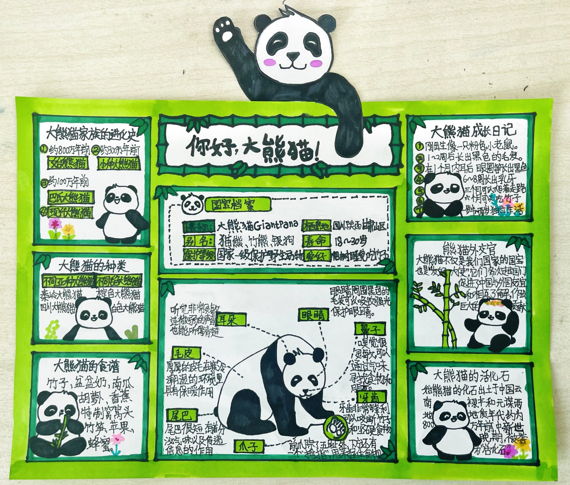 大熊猫介绍卡