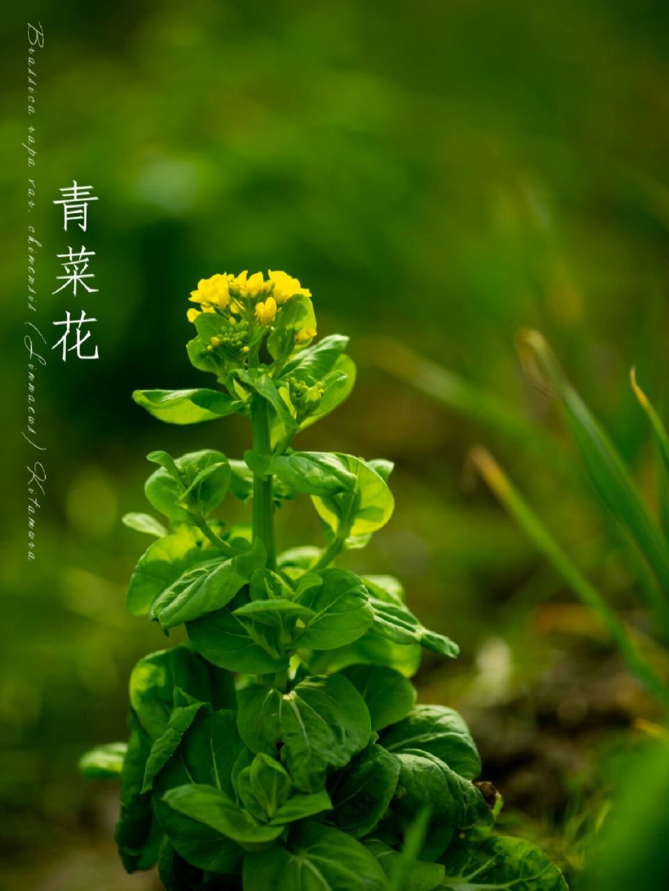 观察植物:青菜花 观察地点:宁国西村 观察时间:3月1日清晨