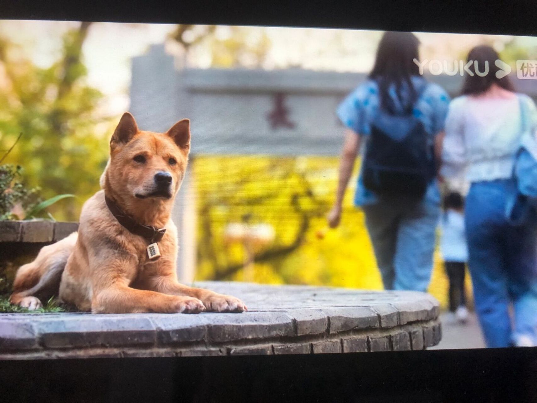 《忠犬八公》 不知不觉美版的,日版的,国内的都看了一个遍