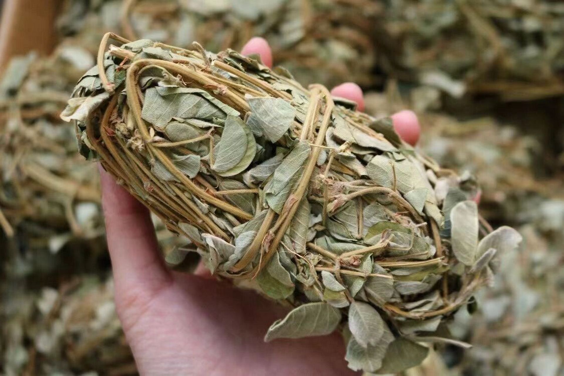 广金钱草  广金钱草,别名:落地金钱,铜钱草,马蹄香,假花生,是中医治疗