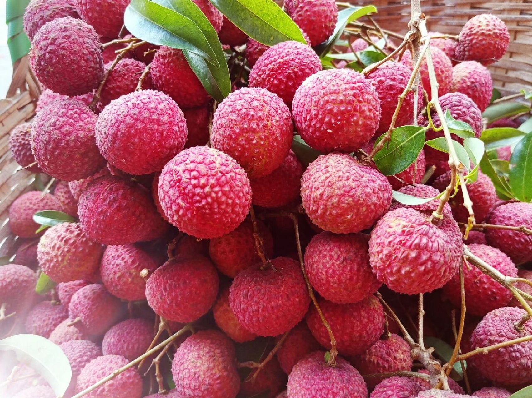 正宗香山鸡嘴荔枝 40元1斤包邮 香山鸡嘴荔