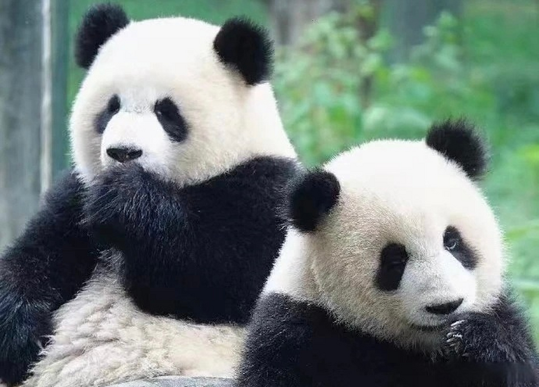#小西微分享#  重庆熊猫家族花名册公布!重庆动物园现有大熊猫多达22