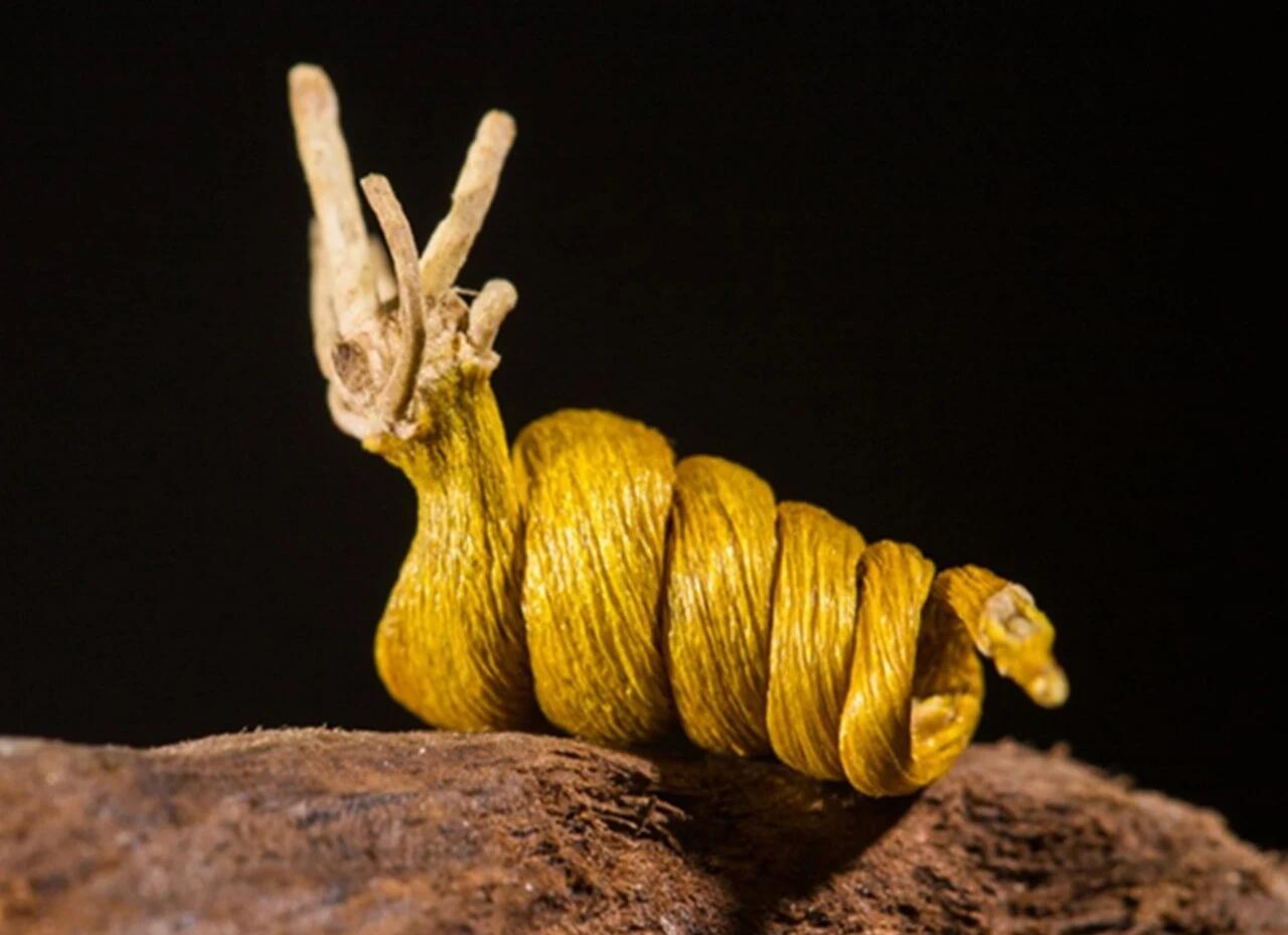 正宗霍山米斛99食用方式和效果05 霍山米斛,又被称为霍山石斛,是