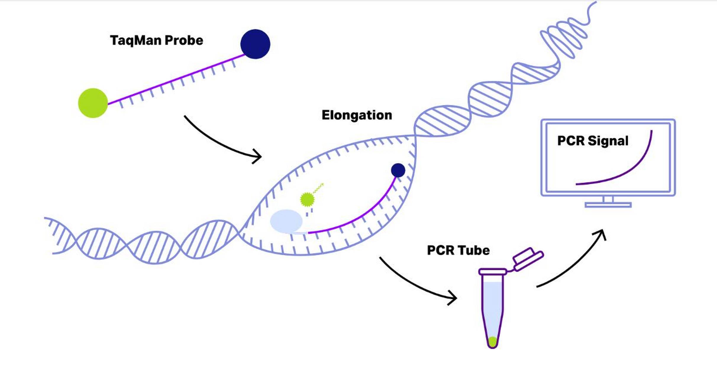荧光定量pcr 荧光定量pcr(fluorescent quantitative polymerase