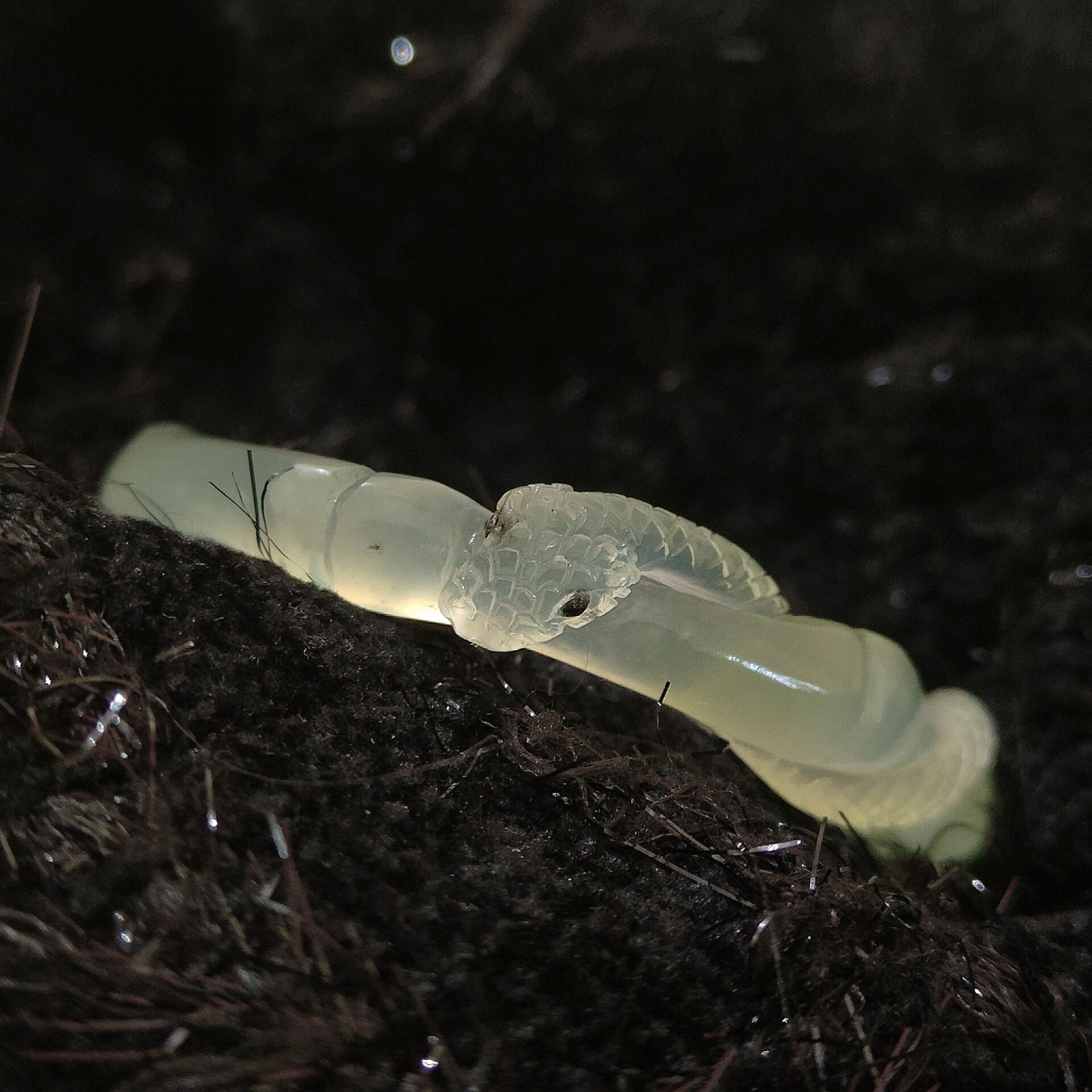 「岫玉竹节蛇镯」这小眼睛真灵性