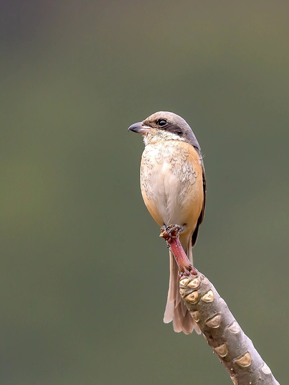 灰背伯劳 灰背伯劳(学名:lanius tephronotus)为伯劳科伯劳属的鸟类