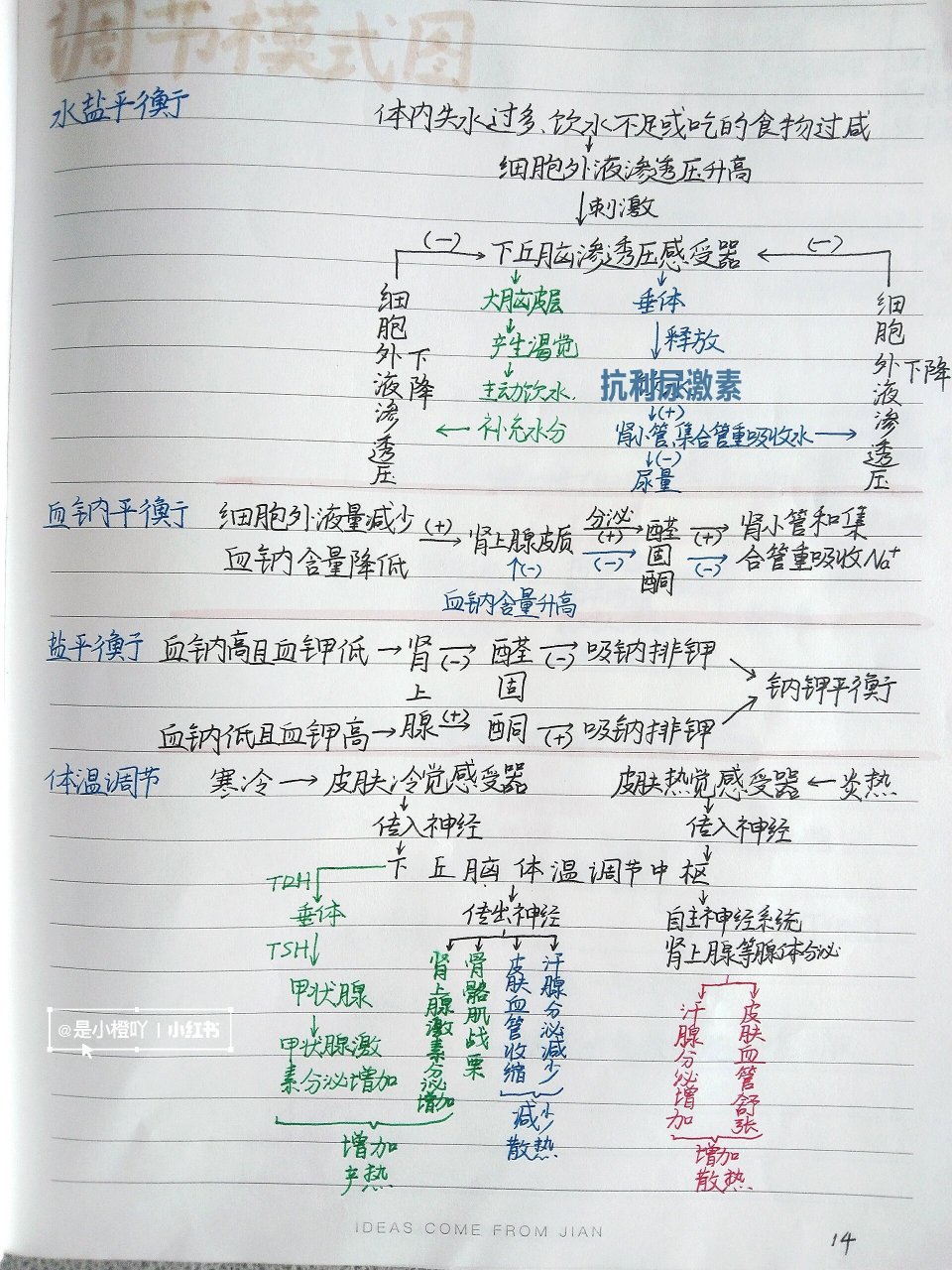 生物|选修一·思维导图 人体平衡调节模式图:水盐平衡,血钠平衡,盐