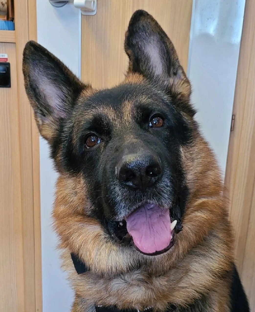 免费领养纯种德牧牧羊犬,带证书 纯种德牧幼犬赛级黑背德国牧羊犬,带