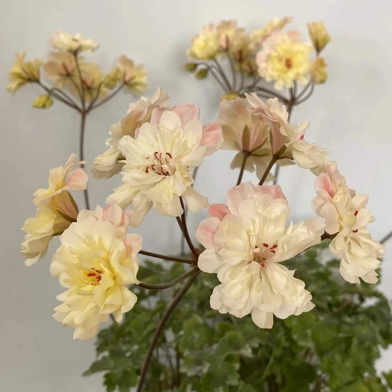 植物快乐屋—兽系天竺葵"独角兽阳光" unicorn zonartic sunbeam,兽系