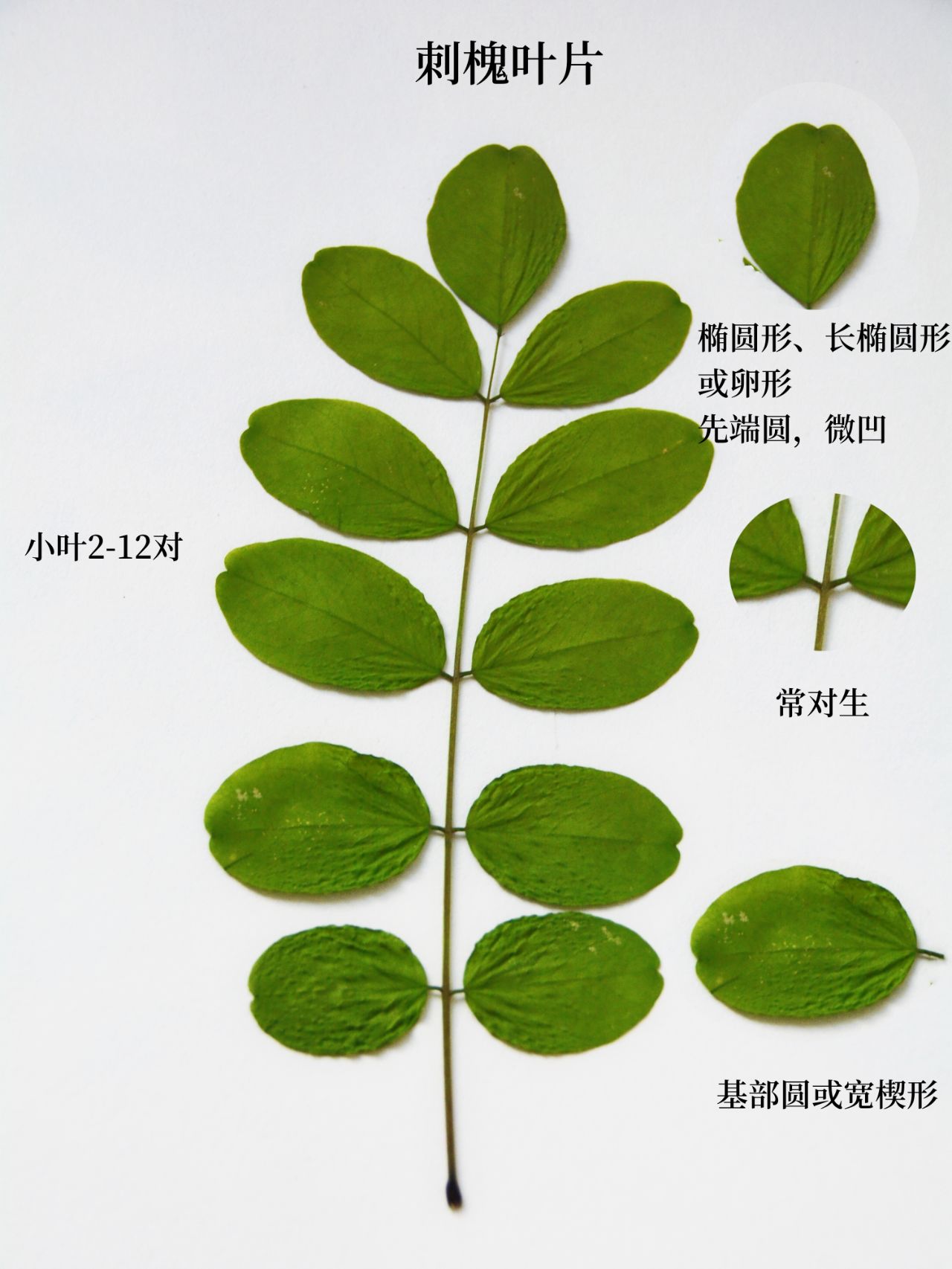 认识植物|两片叶子区分洋槐,国槐
