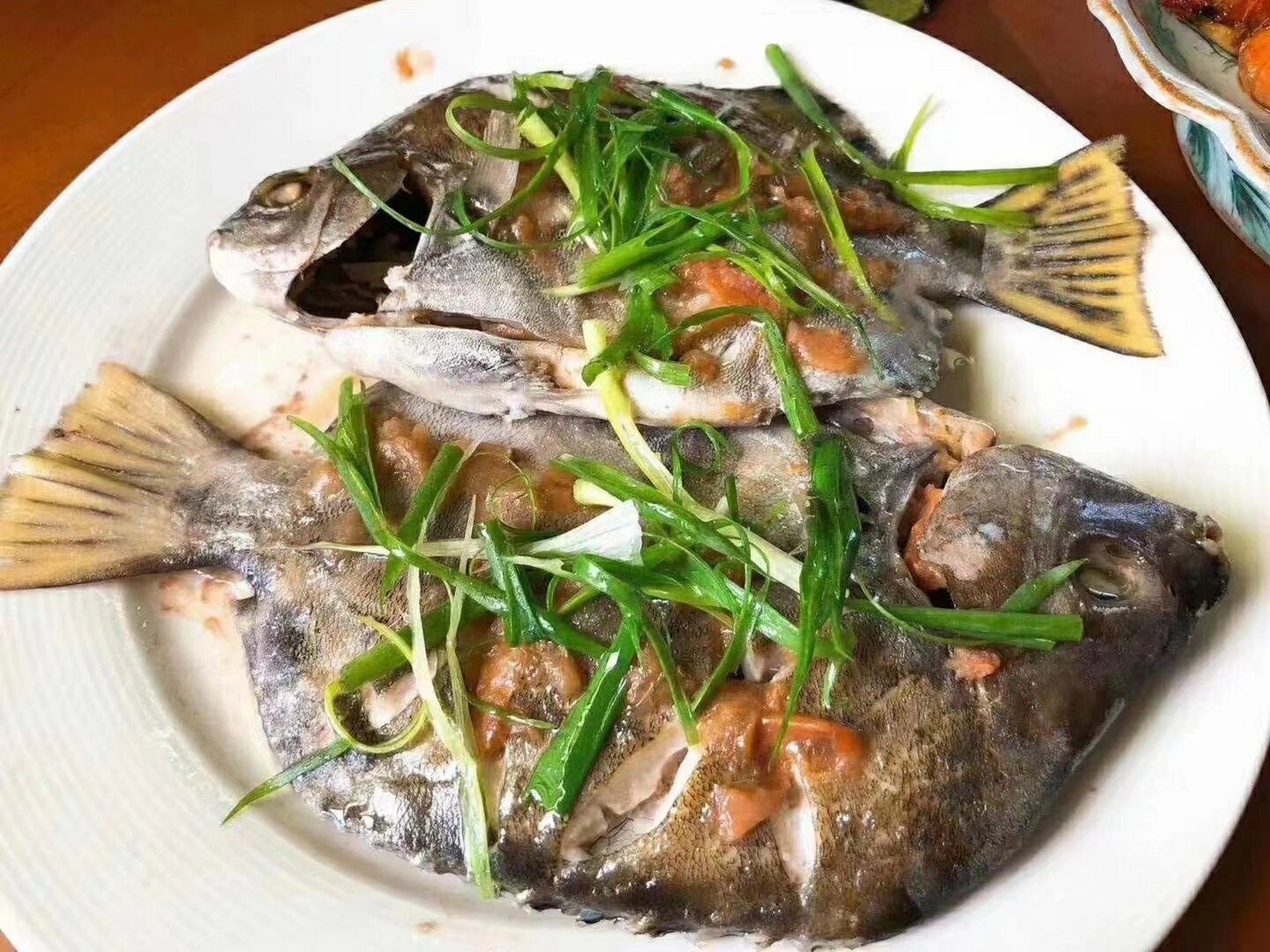 【野生金鼓鱼/海钓金钱鱼】 鱼身有金钱样图纹,外形美丽.