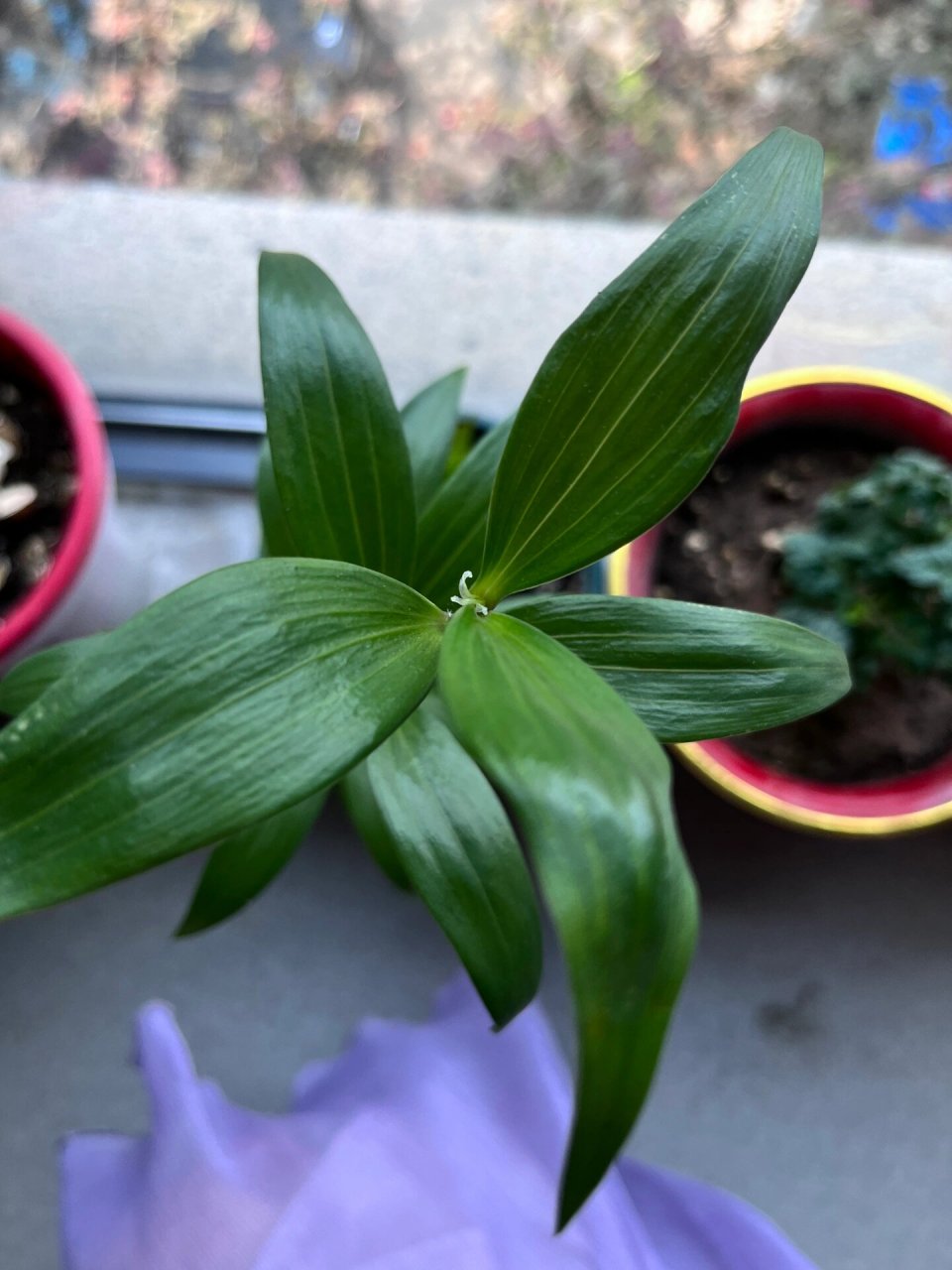 百合花花骨朵图片图片