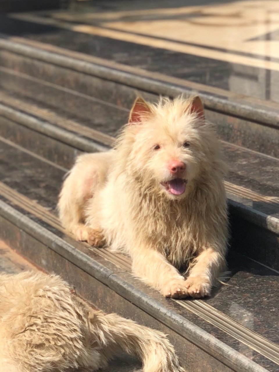 品种:下司犬 姓名:小二 于12月21日在湘潭高新区楚天路附近走失 长相