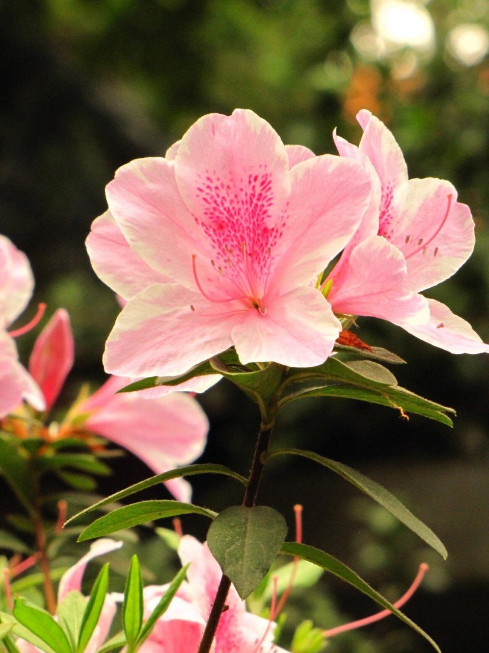 赏无不尽-杜鹃花 粉色系杜鹃花有着扇子形花瓣,花蕊是几个小黑点,就像
