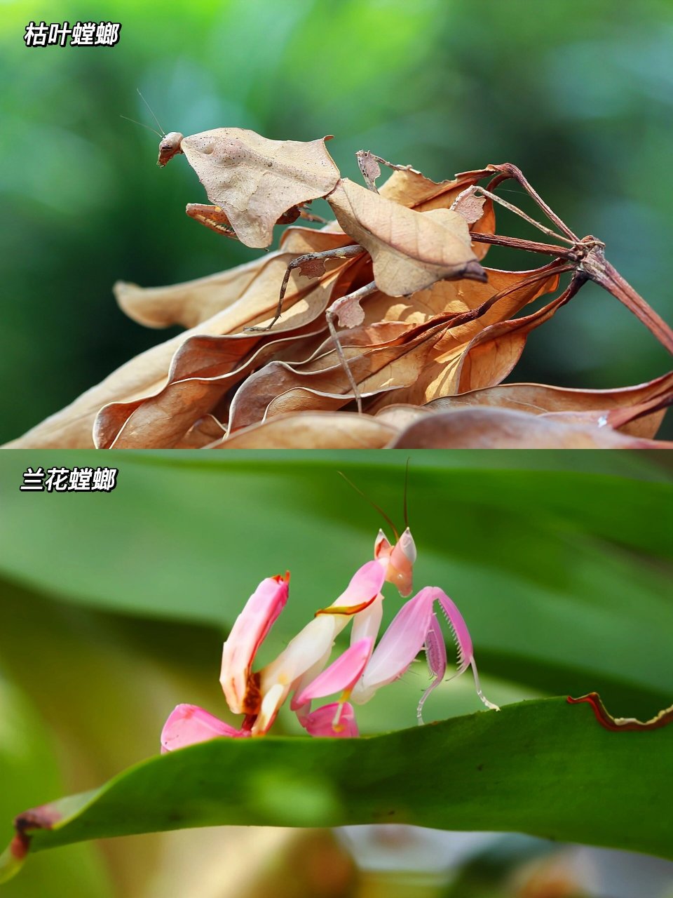 昆虫的拟态现象图片