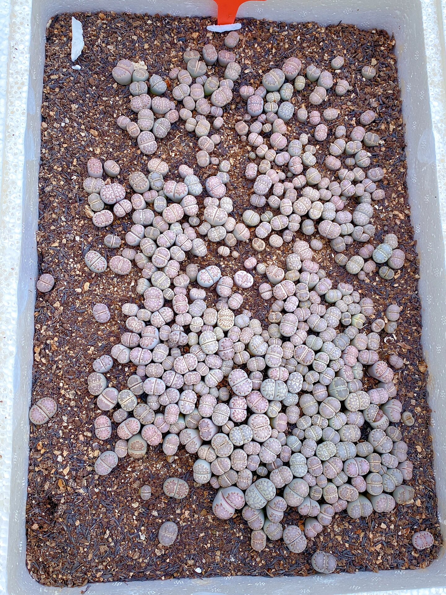 生石花基地批发 量大价优 黄巴黎 红大内  捷克宝石 菊化石 荒c262 荒