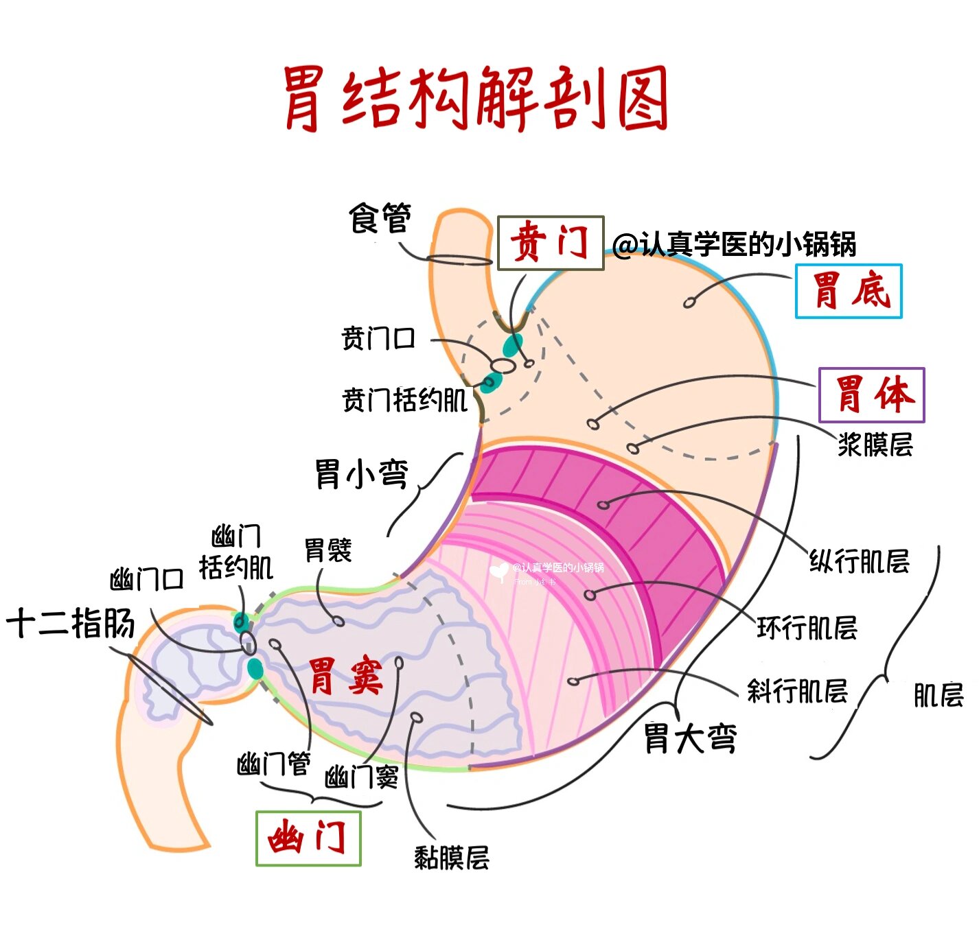 Y型解剖示意图图片