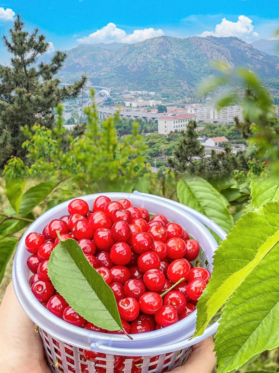 崂山北宅樱桃熟啦90 记得上年也是来这里吃的90 今年和小伙伴又