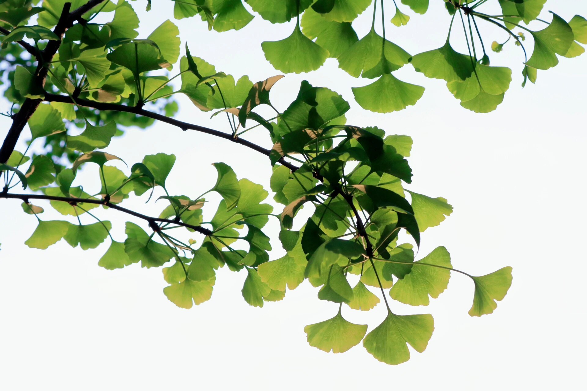 你有留意过绿色的银杏吗95 家楼下的银杏树长新叶啦 绿色的银杏也很