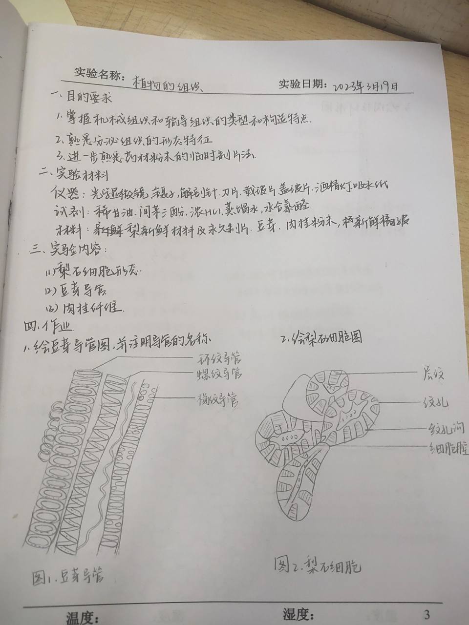 显微镜下观察豆芽导管,梨石细胞肉桂纤维 植物的组织实验