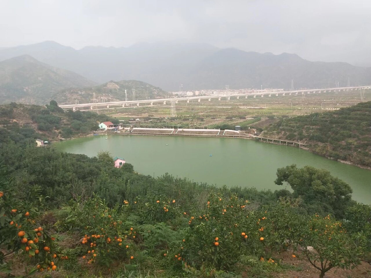 台州临海涌泉山庄蜜桔园～正宗涌泉无核蜜橘 这里是我们台州临海涌泉