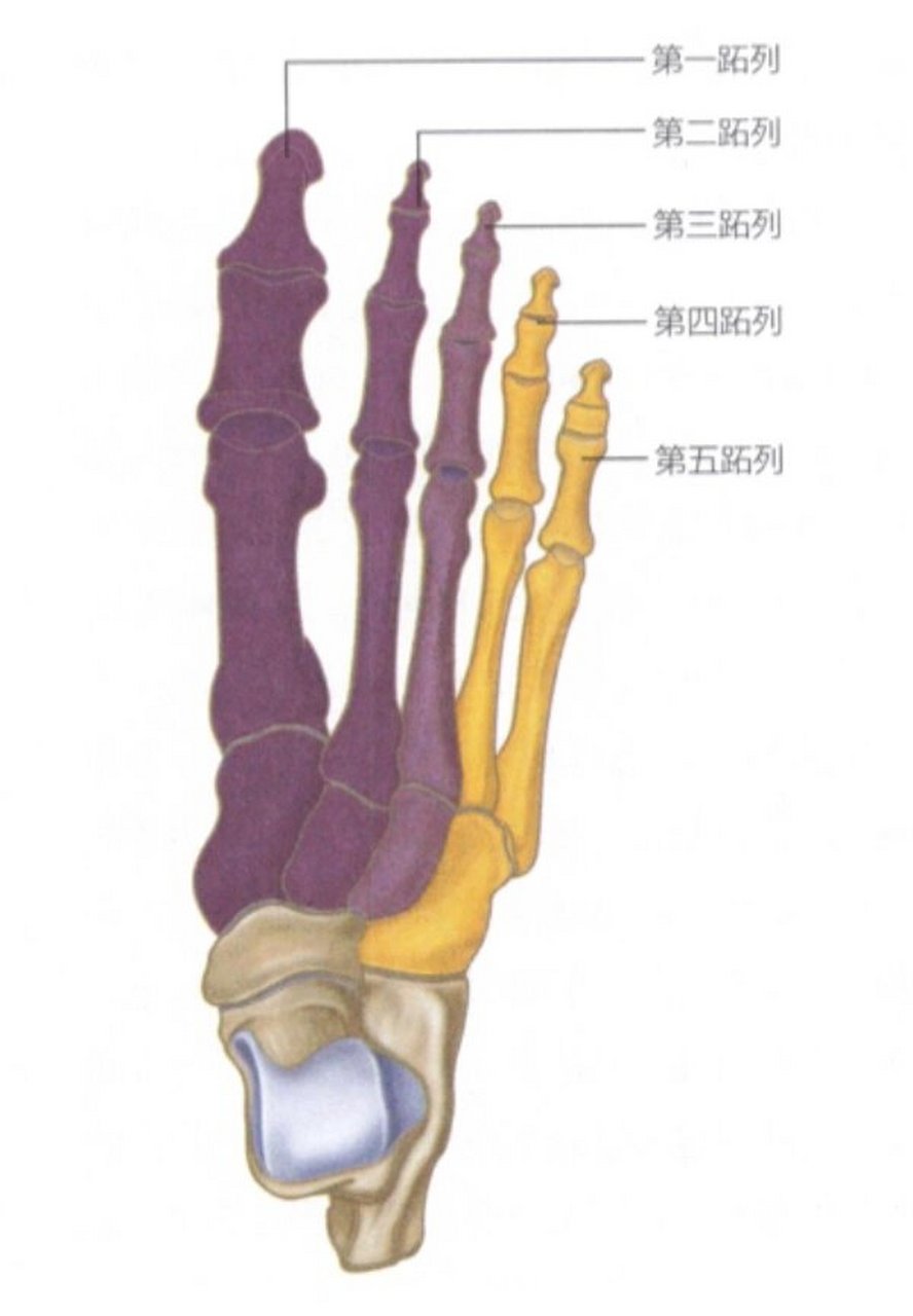 5个足趾名称解剖图图片