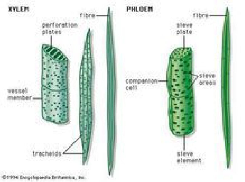 茎的导管与筛管的图图片